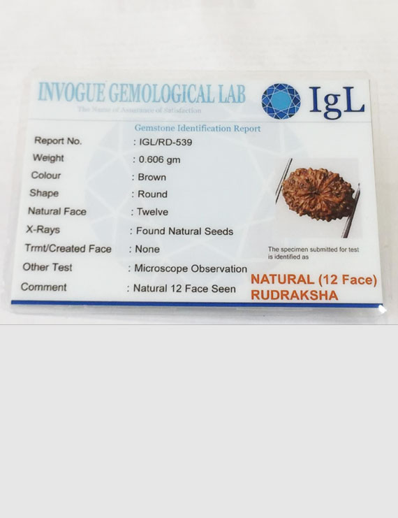 12 Mukhi Certified Indonesian Rudraksha Size- 13.50 mm